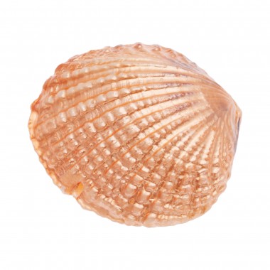 CONCHA HAI SHA 20MM SALMON METALIZADO